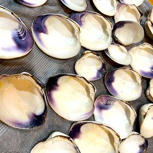 Large lot of RI QUAHOG SHELLS!!!  Vivid purple 😍 WAMPUM